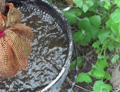 Como hacer te de compost